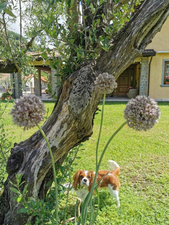 Villa Giulia Gragnola エクステリア 写真